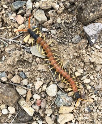  ムカデは、地中に潜む古代の生き物で、その体節の数えきれないほど多くの足が持つ独特の魅力とは？