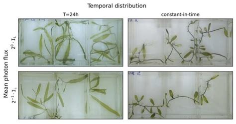  ディディミウムは、単細胞生物の驚くべき世界を垣間見せてくれる！  水中の不思議なダンスで生命の謎を解き明かす