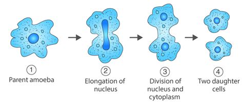  ジャイアントアメーバ: 驚異の細胞分裂と変形能力を誇る単細胞生物！