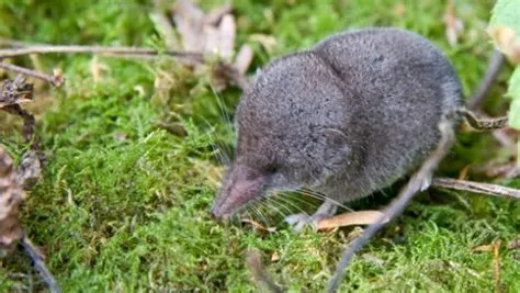  ギニアシブ、夜行性の食虫動物と驚くほど優れた聴覚能力を持つ動物！