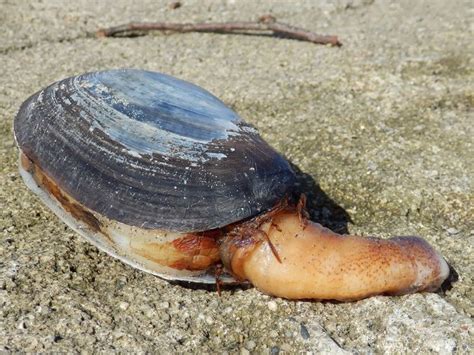  ウミウサギ、海の底を這う、貝殻を持つ小さな生き物！