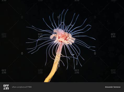   Xavierella: この奇妙なヒドロ虫の仲間は、深海を漂いながら、その鮮やかな色で海の宝石箱を彩ります！